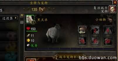 宠物绵羊.jpg