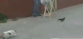 \