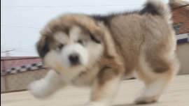06.gif