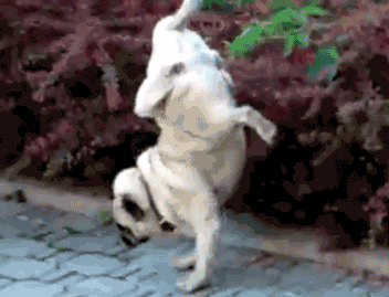 12.gif