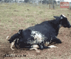 14.gif